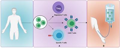 HLA-Haploidentical Family Donors: The New Promise for Childhood Acute Lymphoblastic Leukaemia?